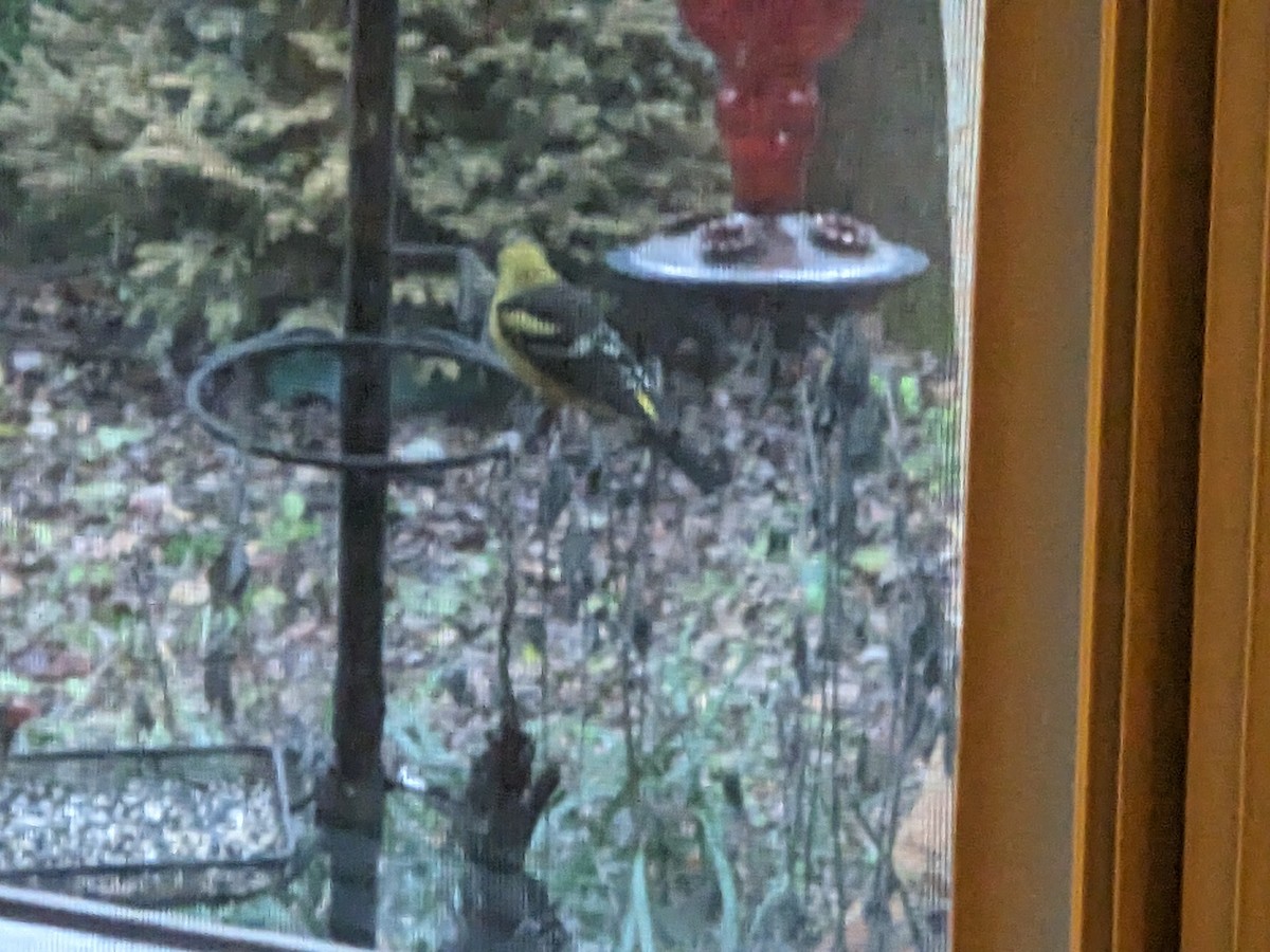 Western Tanager - ML530123411