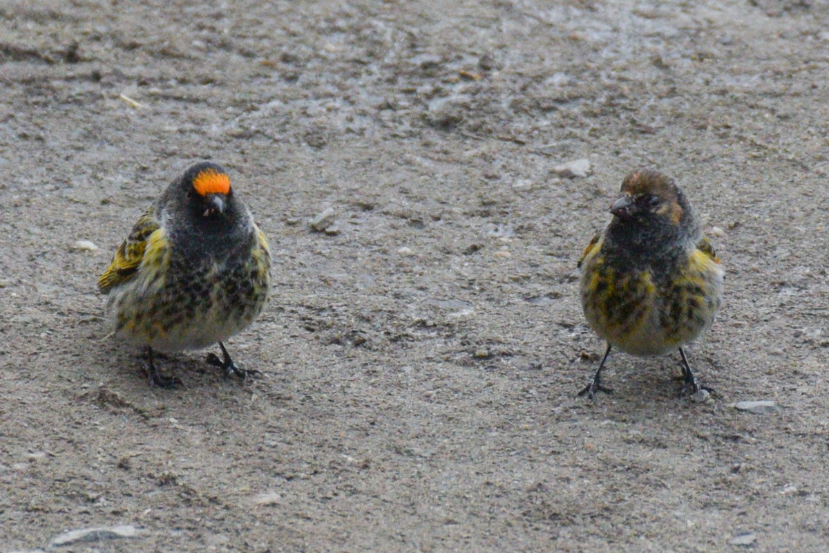 Fire-fronted Serin - ML530125911