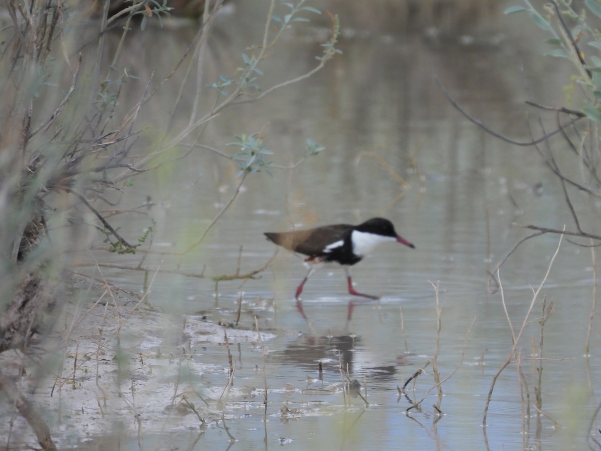 Red-kneed Dotterel - ML530126531