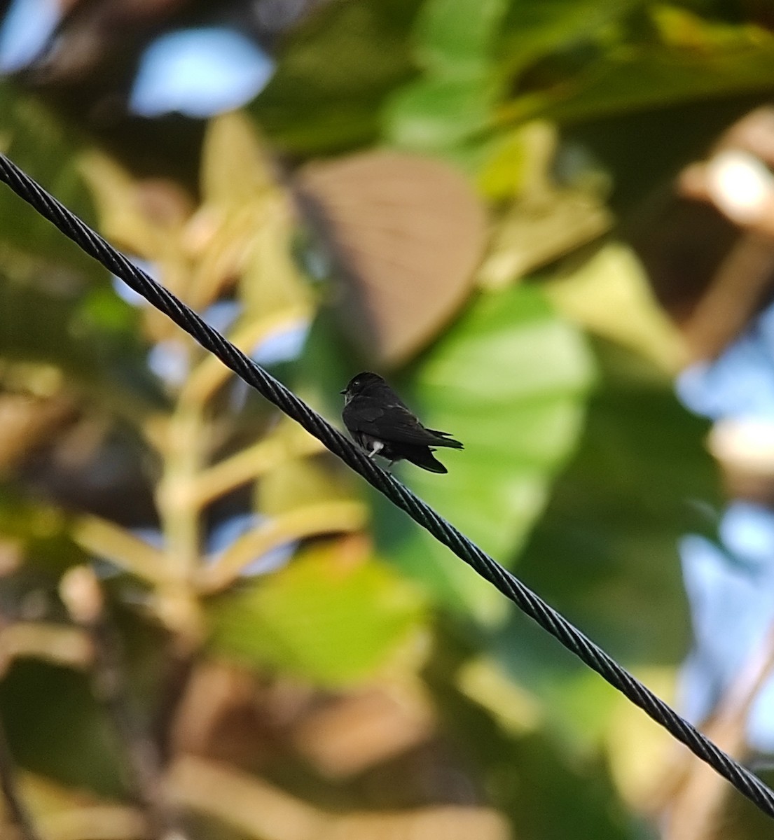 White-thighed Swallow - ML530127751