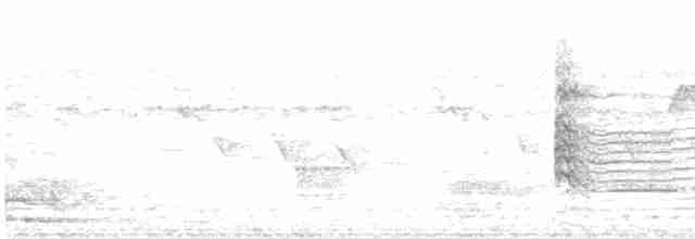 luňák bělohlavý - ML530127901