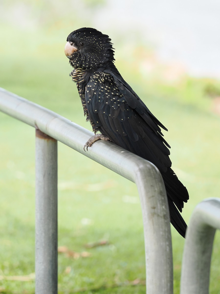 Red-tailed Black-Cockatoo - ML530128051