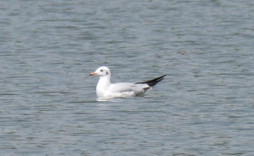 Mouette rieuse - ML530131741