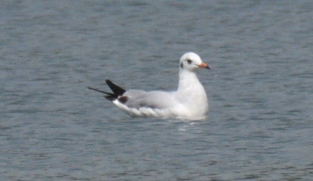 Mouette rieuse - ML530131761