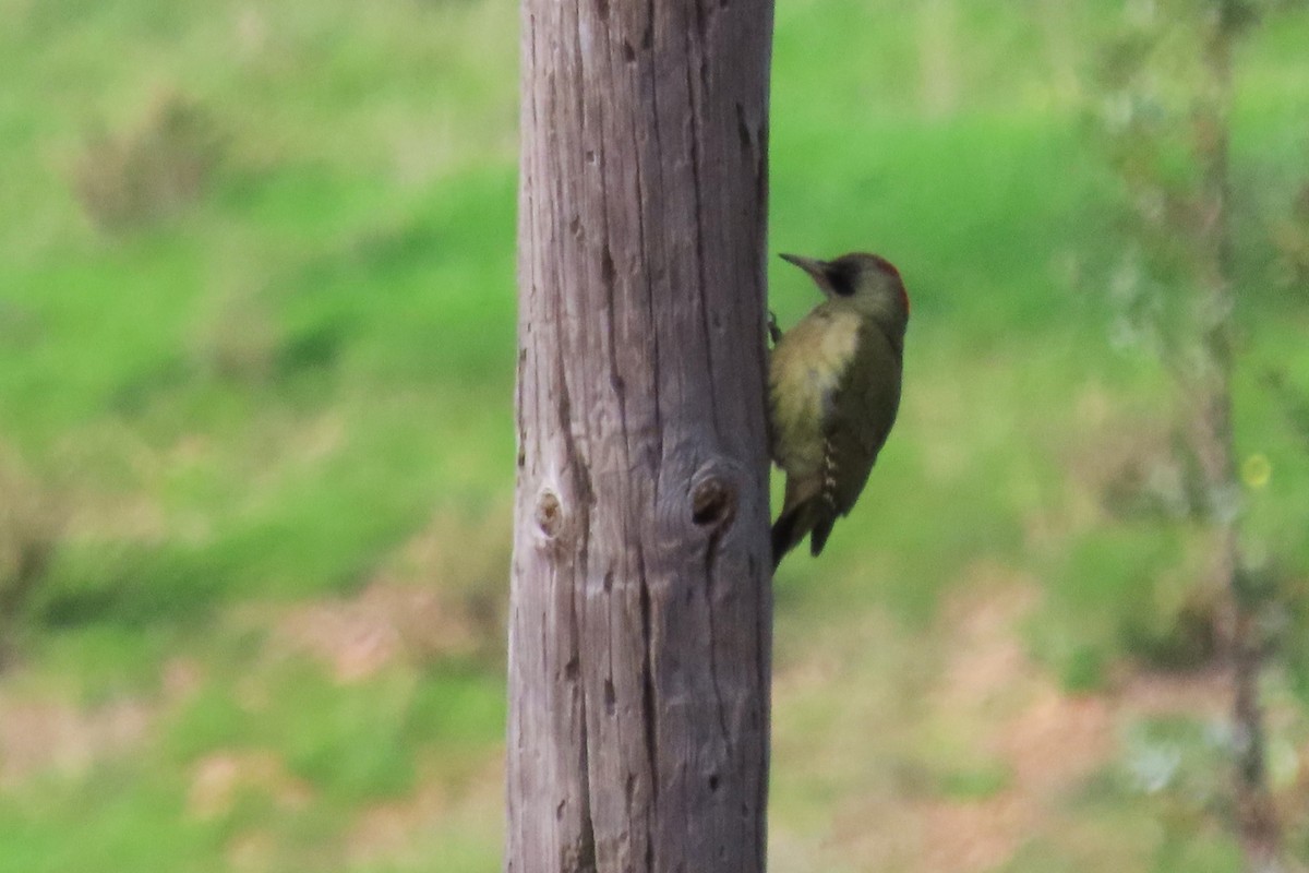 Iberian Green Woodpecker - Paulo Alves