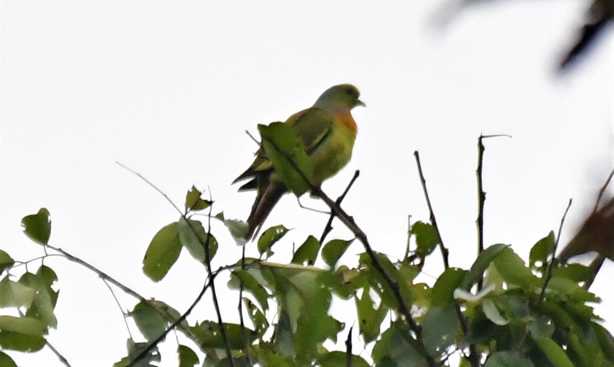 Orange-breasted Green-Pigeon - Ampady Sugathan