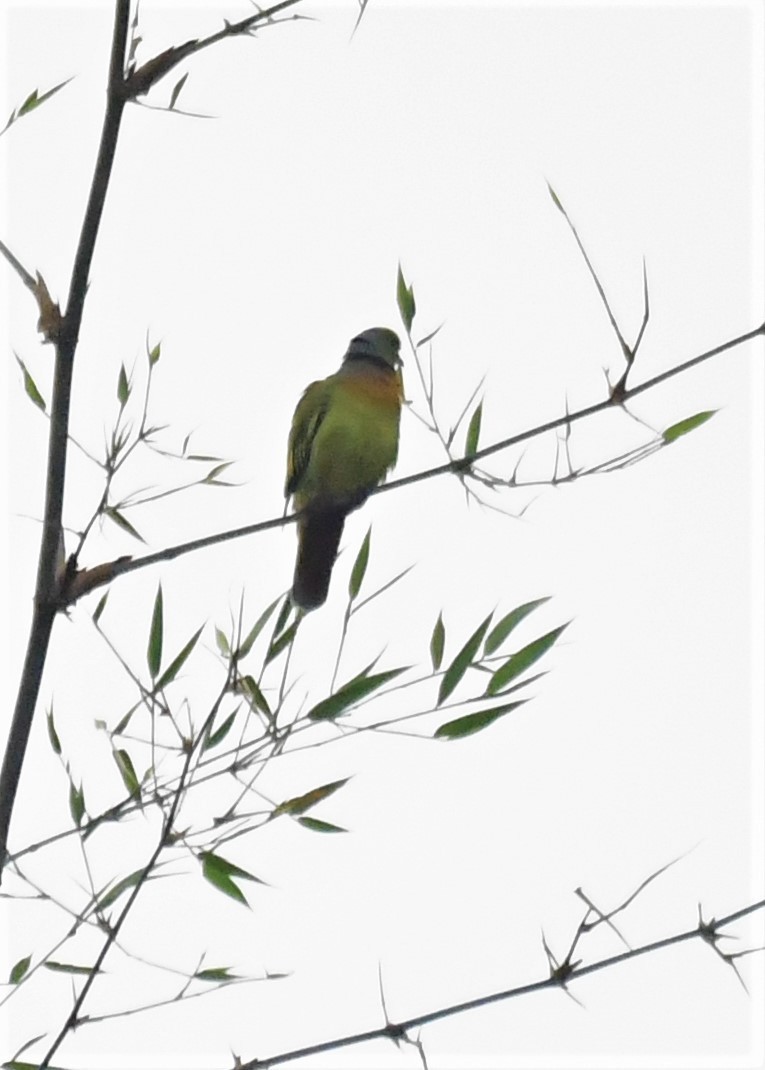 Orange-breasted Green-Pigeon - ML530139031