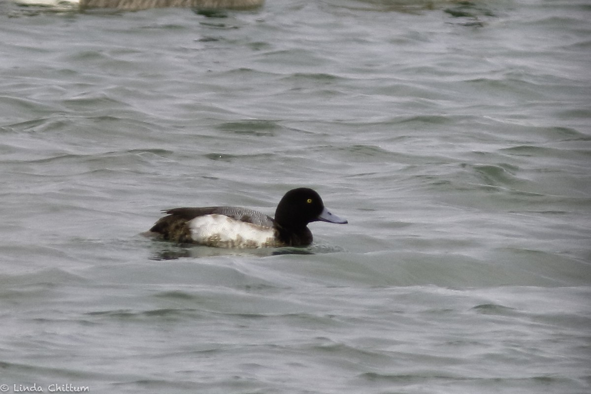 Greater Scaup - ML530139171