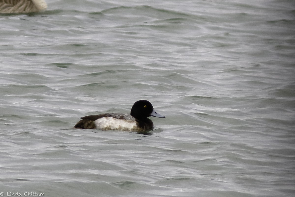 Greater Scaup - ML530139181
