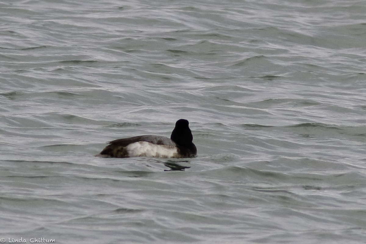 Greater Scaup - ML530139191