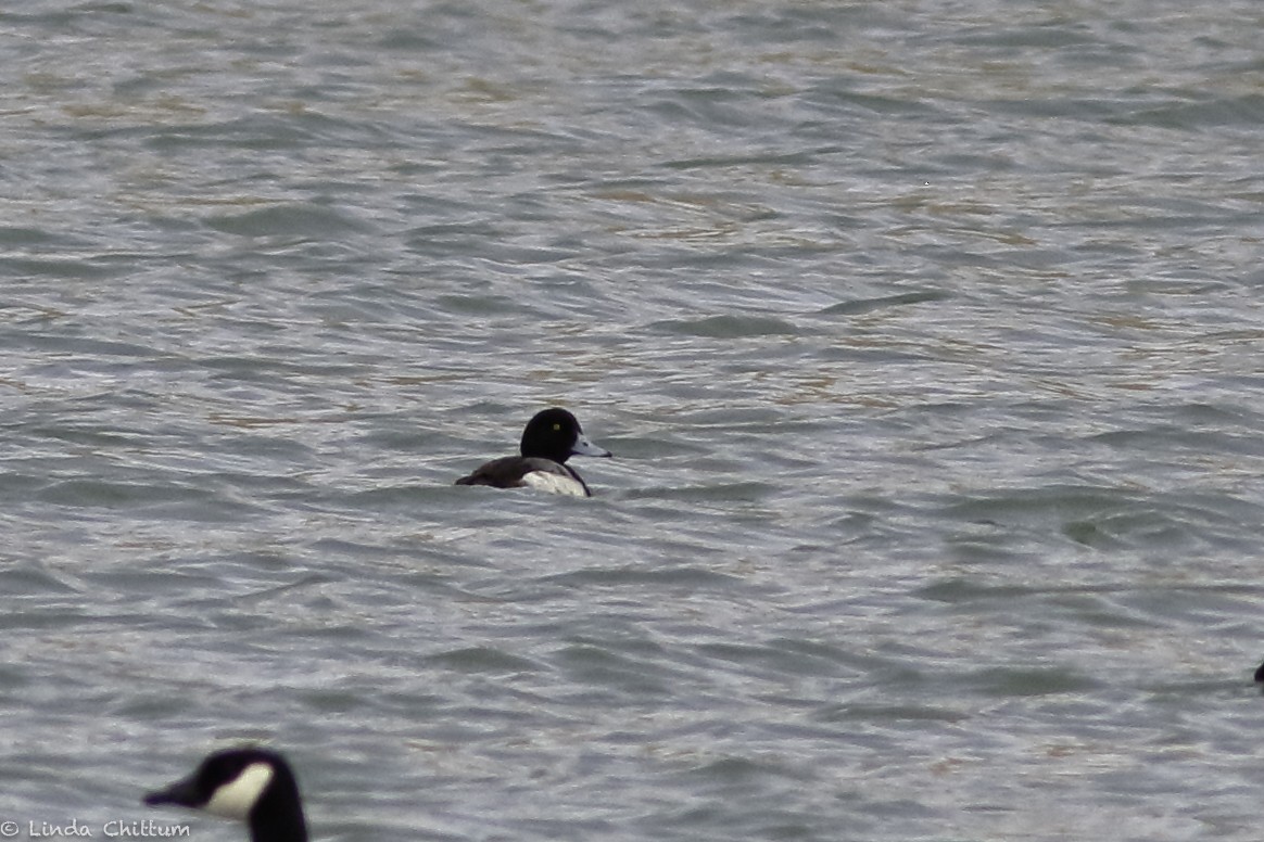 Greater Scaup - ML530139201