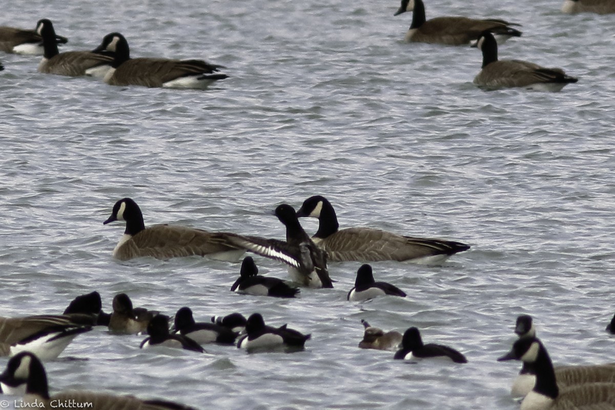 Greater Scaup - ML530139211