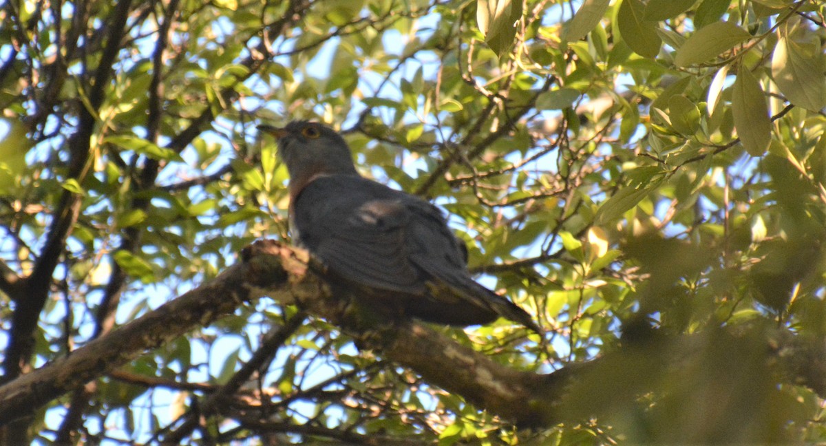 Red-chested Cuckoo - ML530141651