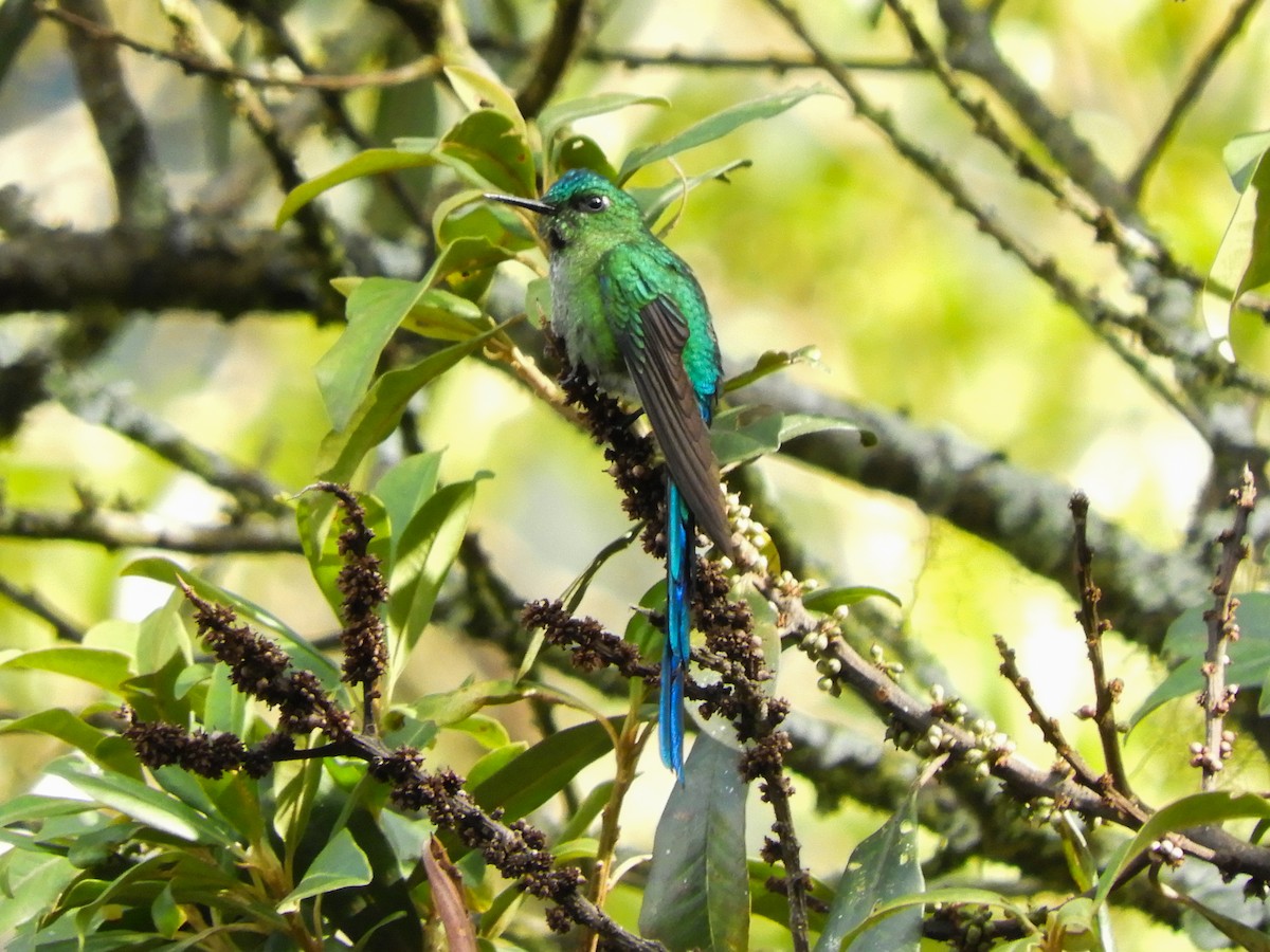 Long-tailed Sylph - ML530144851