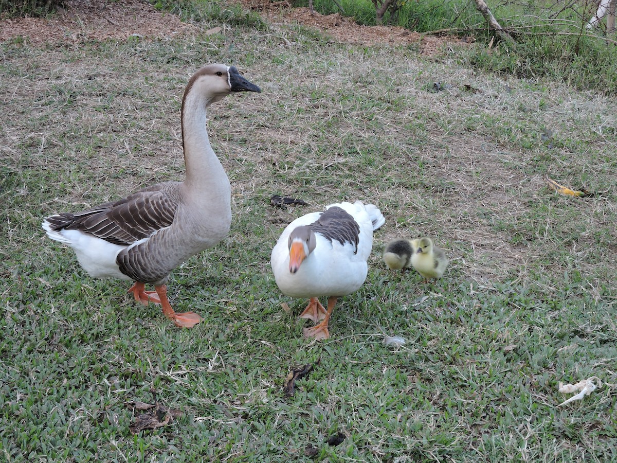 Swan Goose (Domestic type) - ML530154491