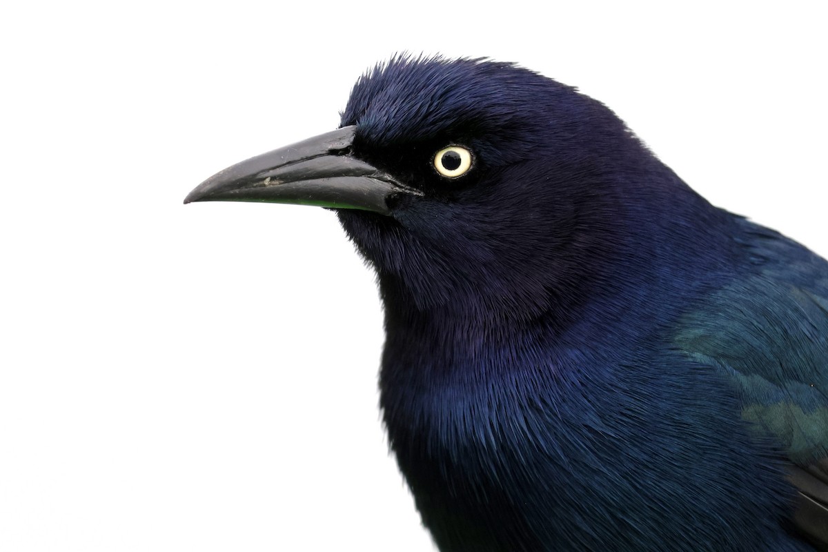 Boat-tailed Grackle - Ryan Justice