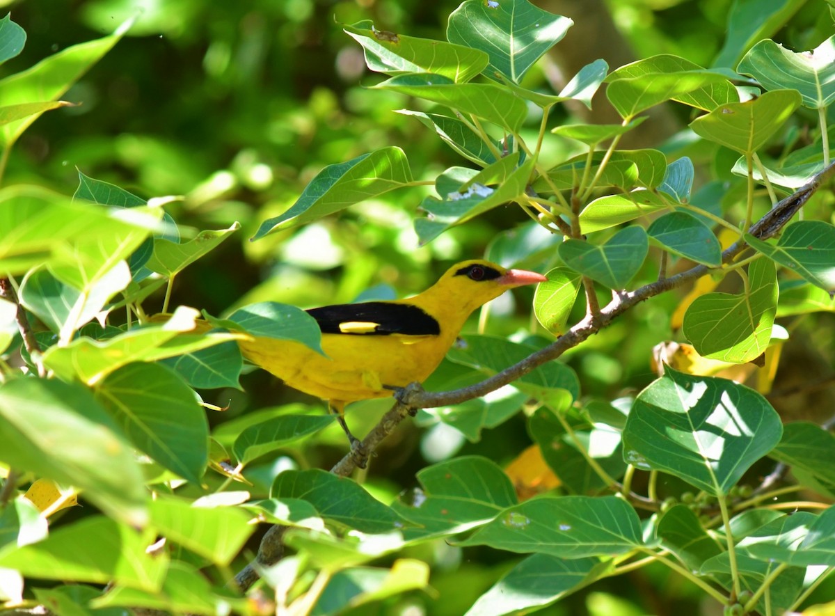 Indian Golden Oriole - ML530157691