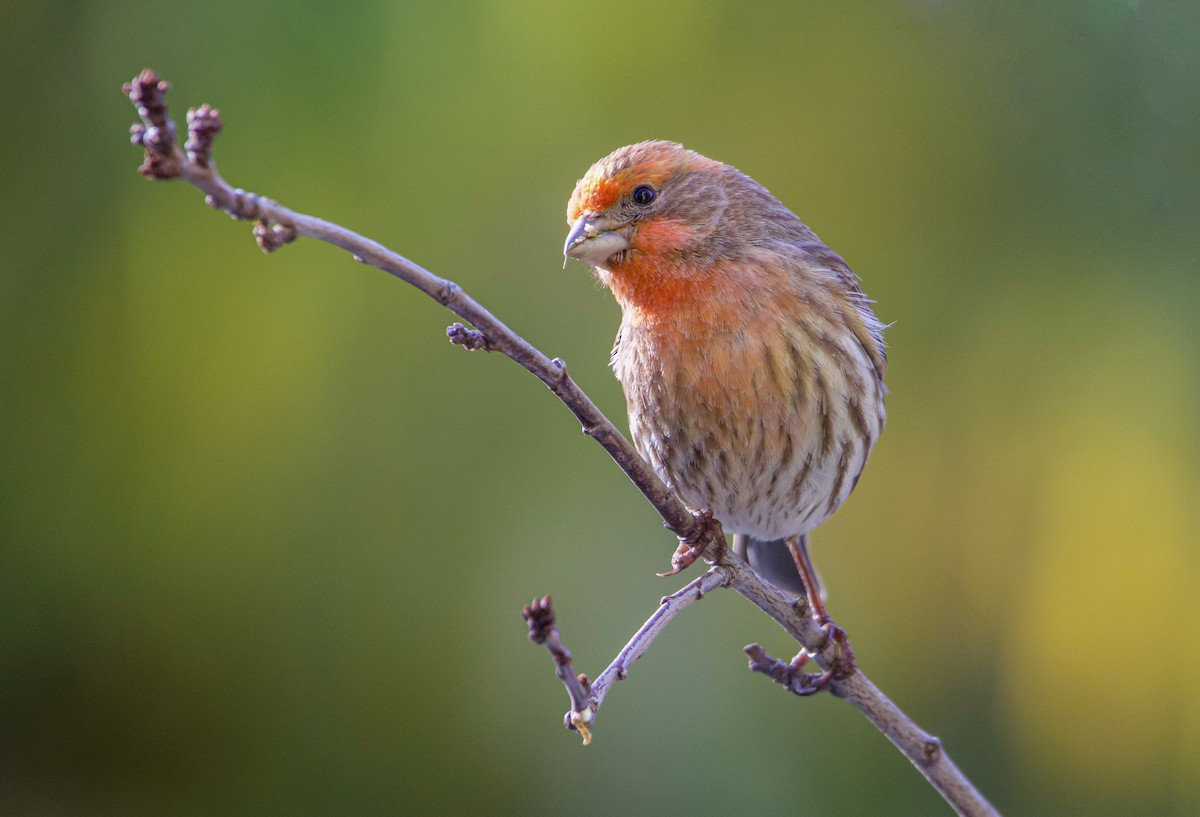 House Finch - Braxton Landsman