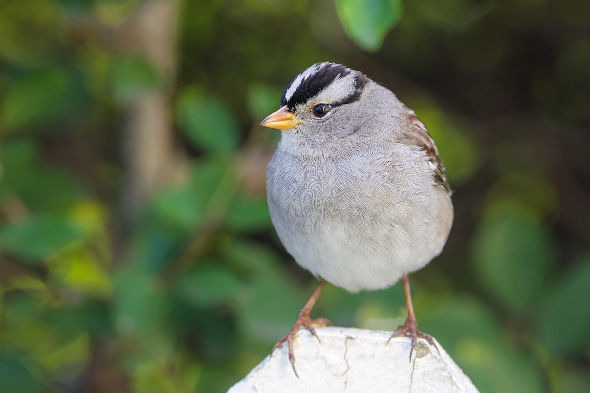 White-crowned Sparrow - ML530173191