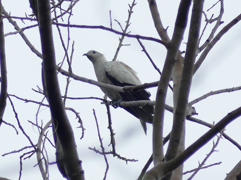 Pied Imperial-Pigeon - nick upton