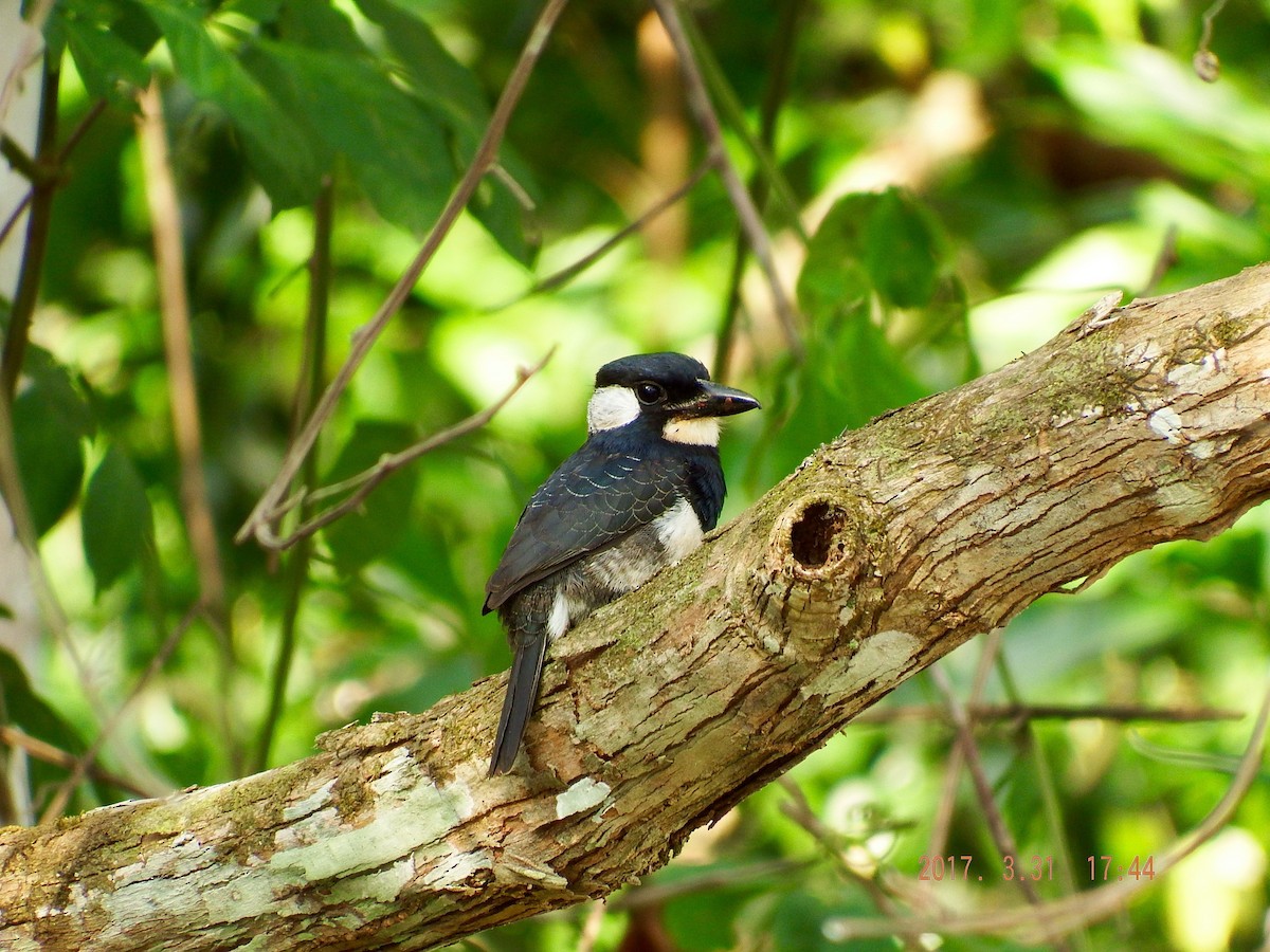 Black-breasted Puffbird - Deirdre Robinson