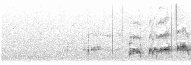 Western Grebe - ML530179901