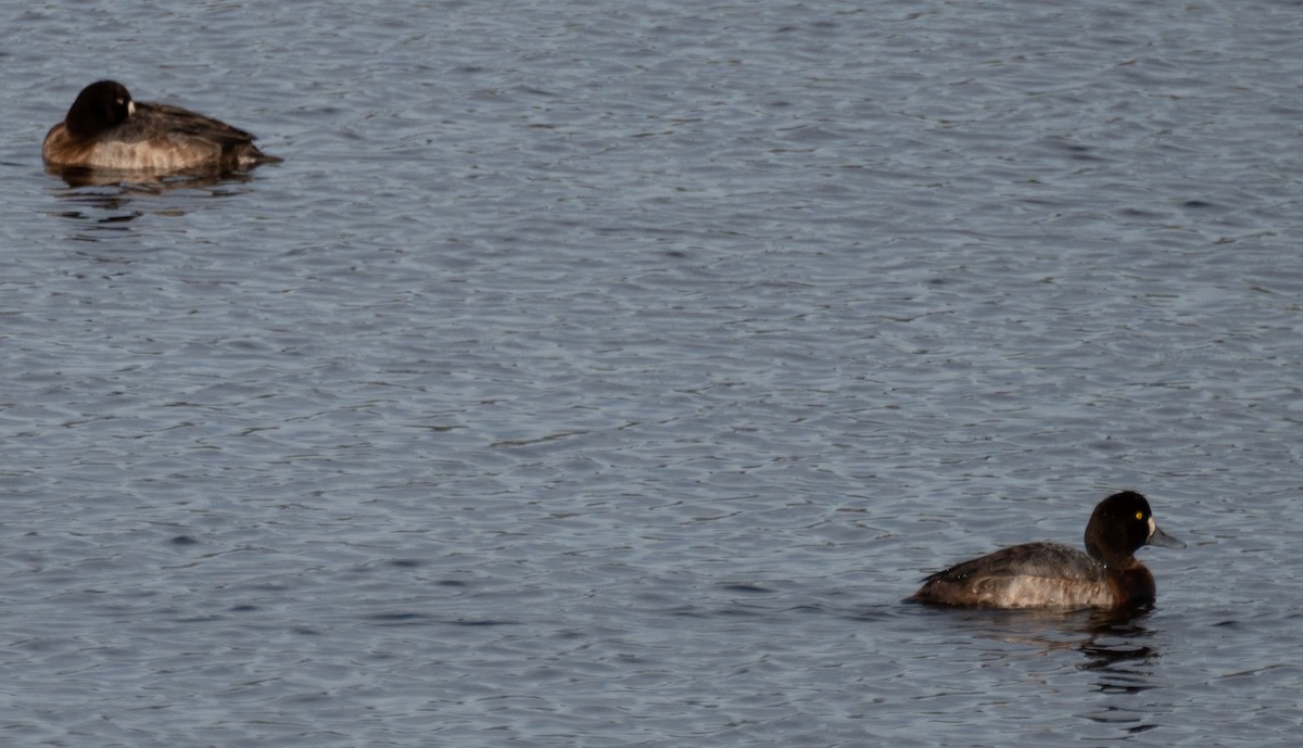 Greater Scaup - ML530182951