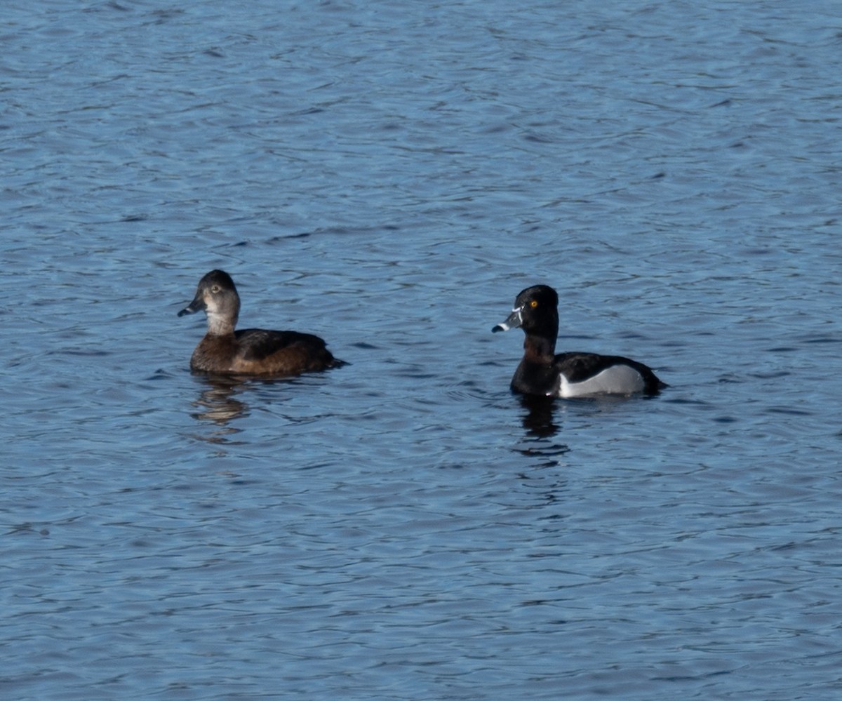 Ring-necked Duck - ML530183011
