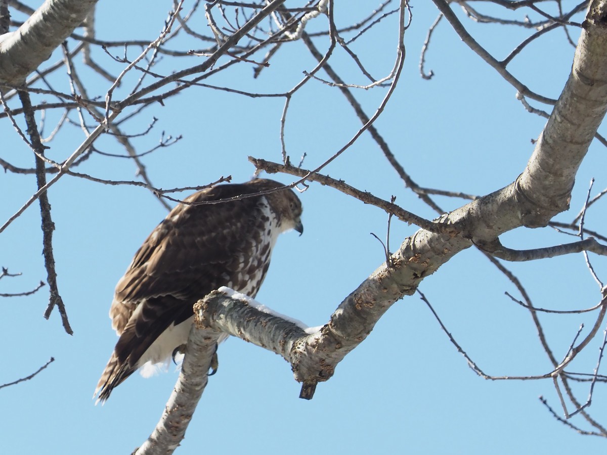 Red-tailed Hawk (borealis) - ML530183851
