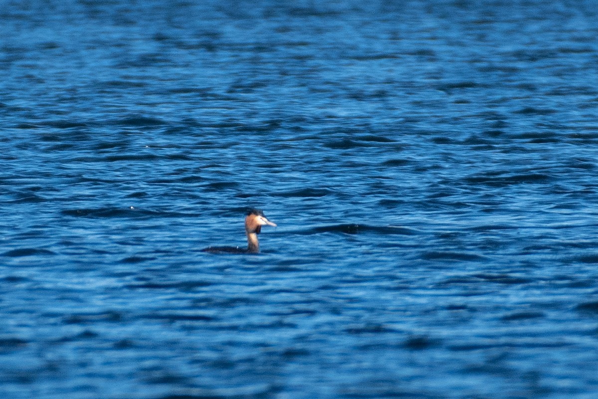 Great Crested Grebe - ML530185521