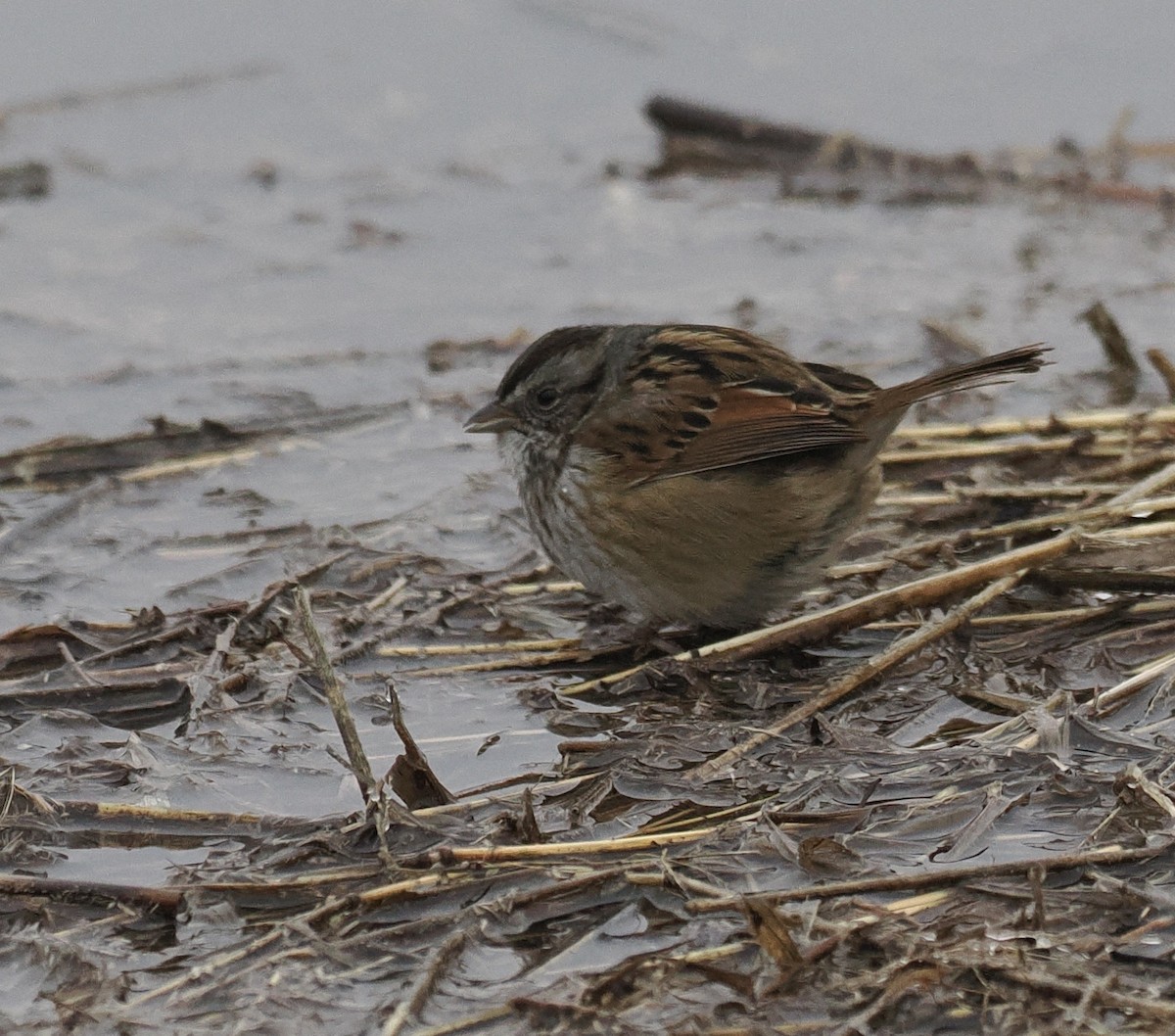 Swamp Sparrow - ML530187251