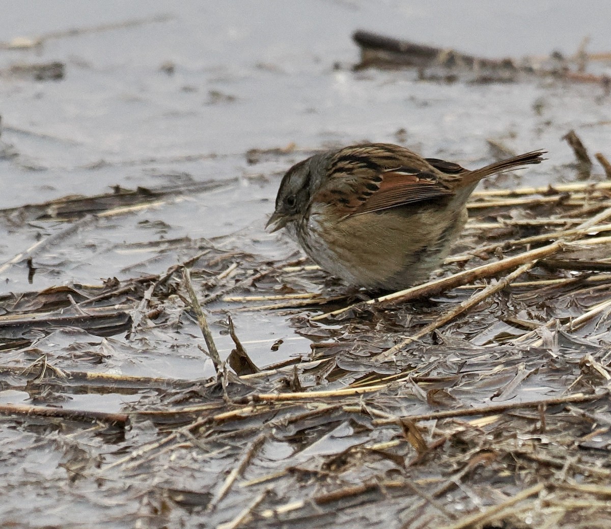 Swamp Sparrow - ML530187261