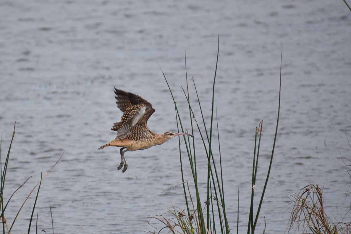 Bristle-thighed Curlew - ML530187491