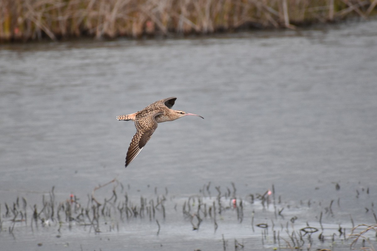 Bristle-thighed Curlew - ML530187501