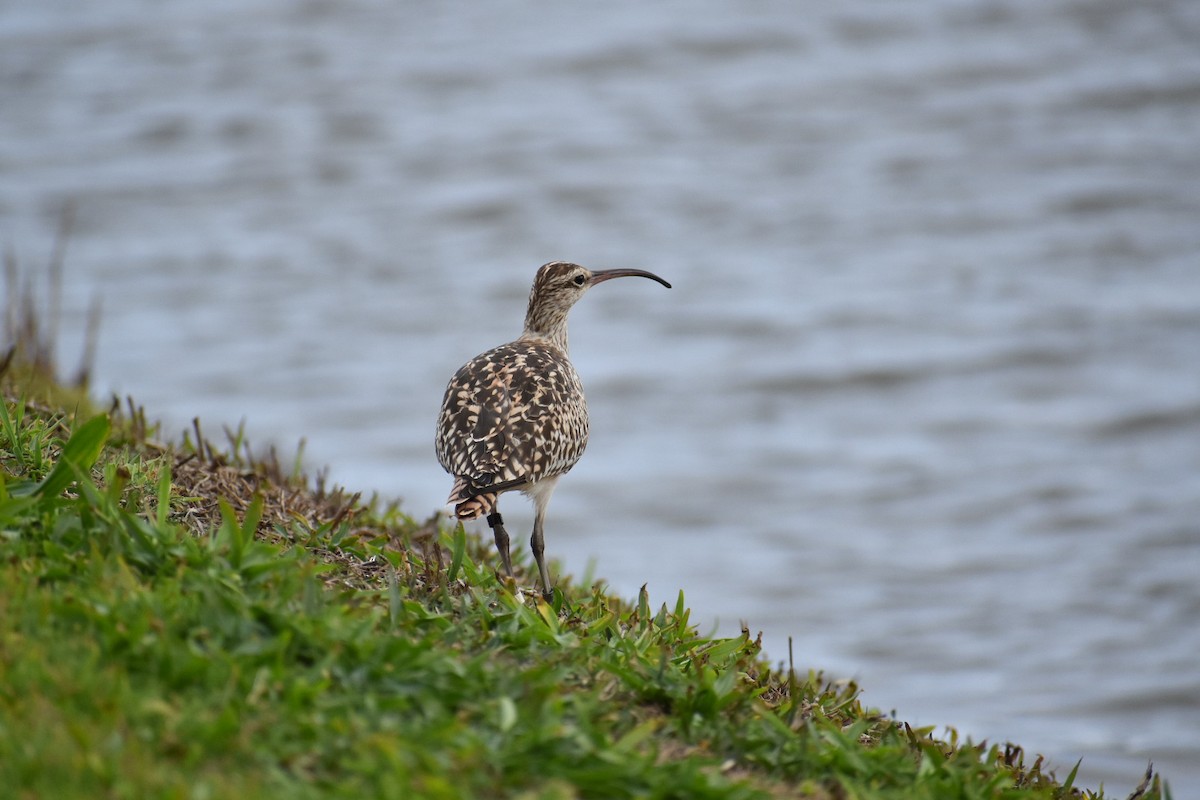Bristle-thighed Curlew - ML530187511
