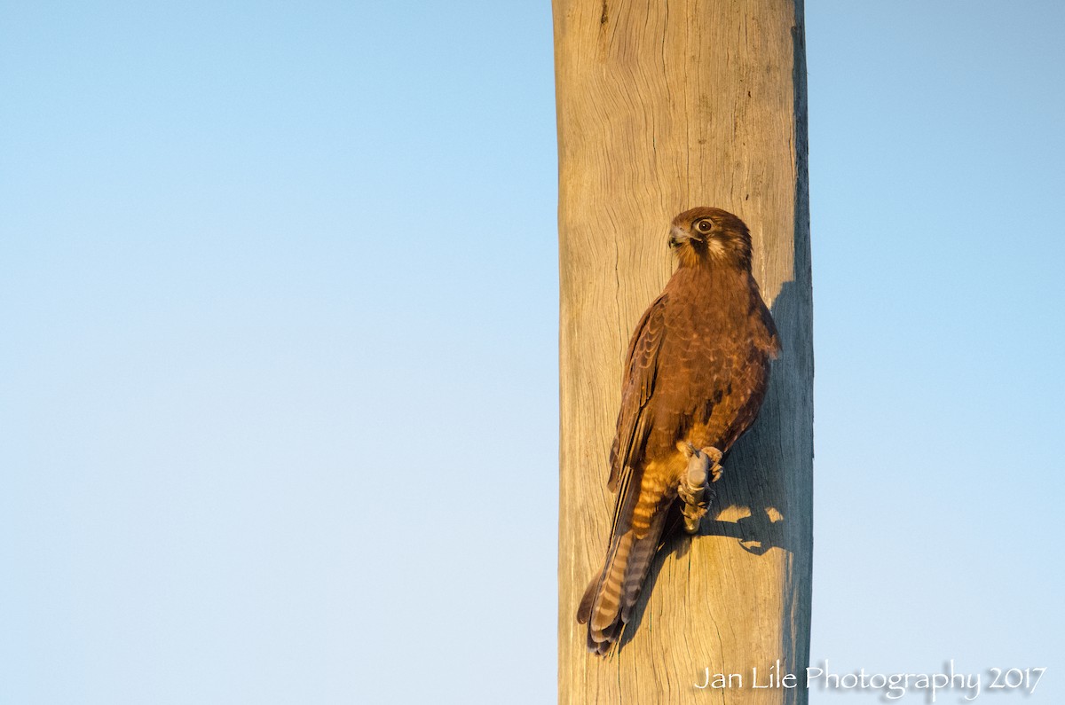 Brown Falcon - Jan Lile