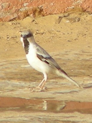 Desert Sparrow - ML53019021