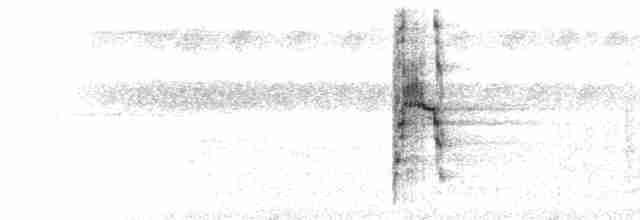  - Chestnut-eared Aracari