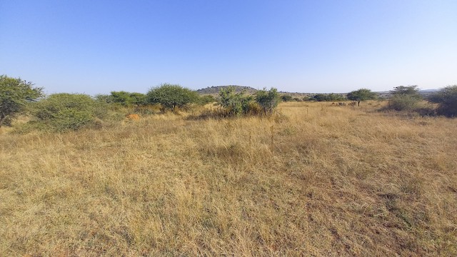Exemplar habitat:&nbsp;Limpopo,&nbsp;South Africa. - Scaly Weaver - 
