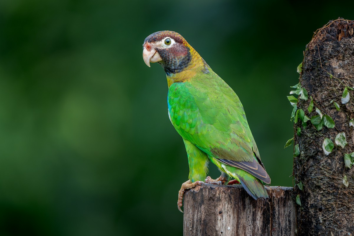 Brown-hooded Parrot - Tyler Wenzel