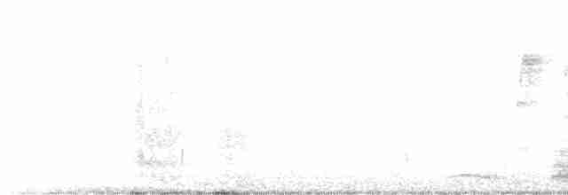 holoubek mexický - ML530194721