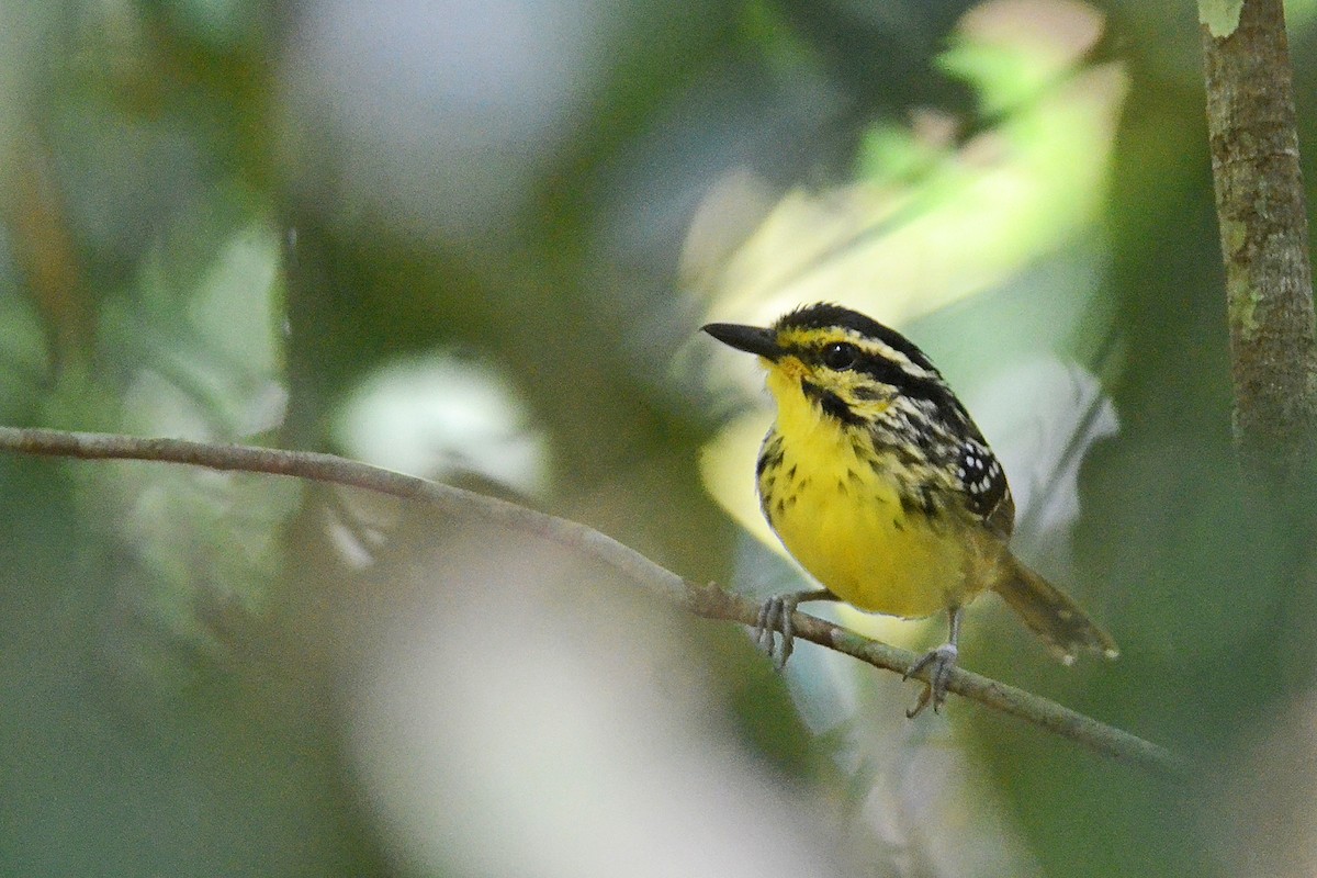 Yellow-browed Antbird - ML530195331