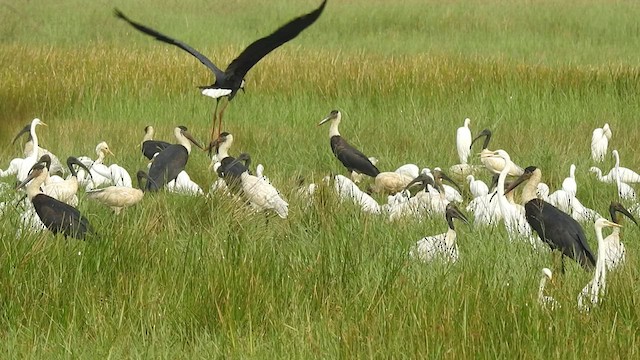 Asian Woolly-necked Stork - ML530198181