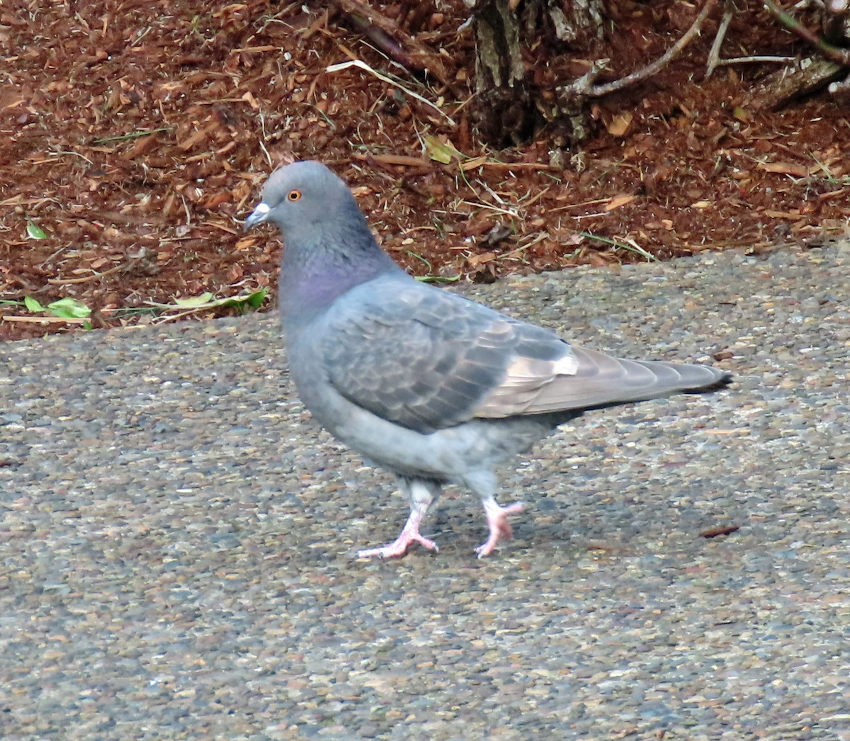 Rock Pigeon (Feral Pigeon) - ML530198701