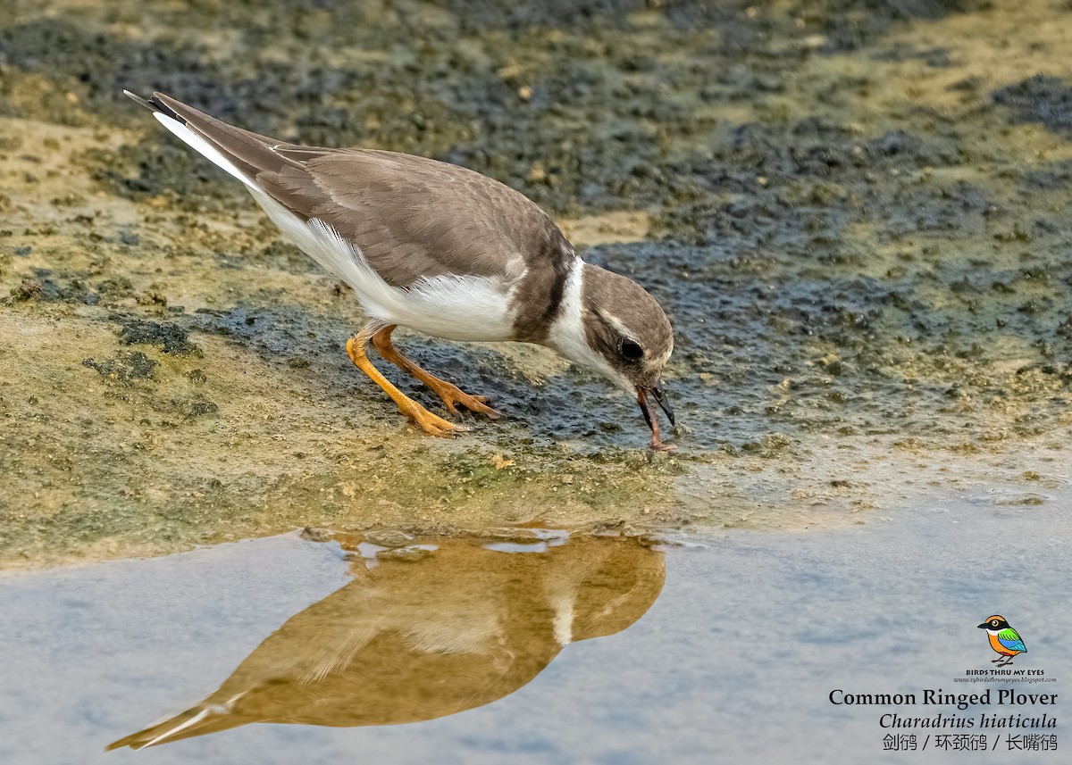 Common Ringed Plover - ML530199121
