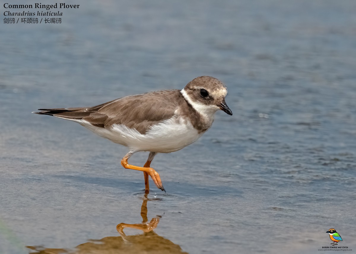 Common Ringed Plover - ML530199131