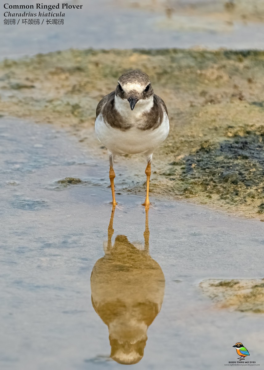 Common Ringed Plover - ML530199151