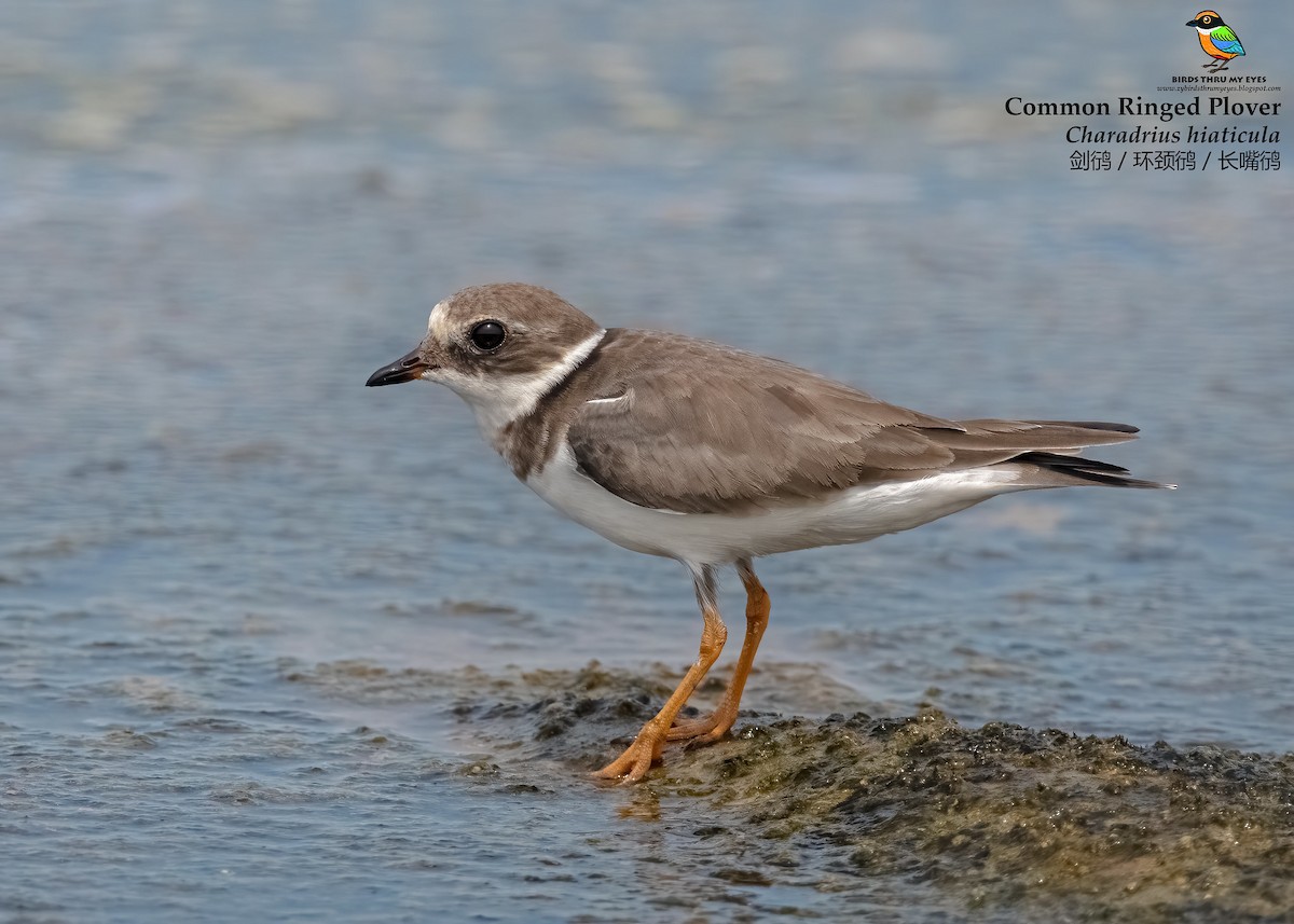 Common Ringed Plover - ML530199161