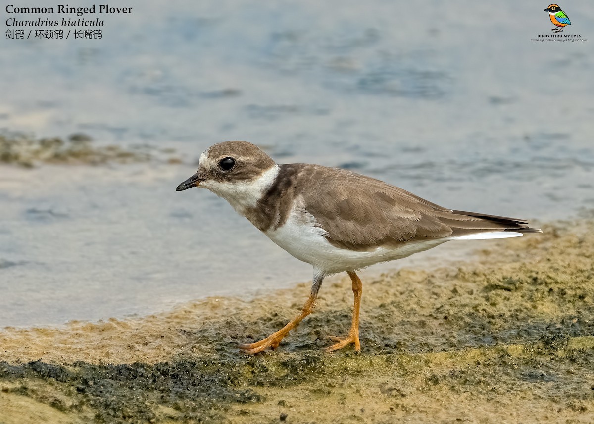 Common Ringed Plover - ML530199171