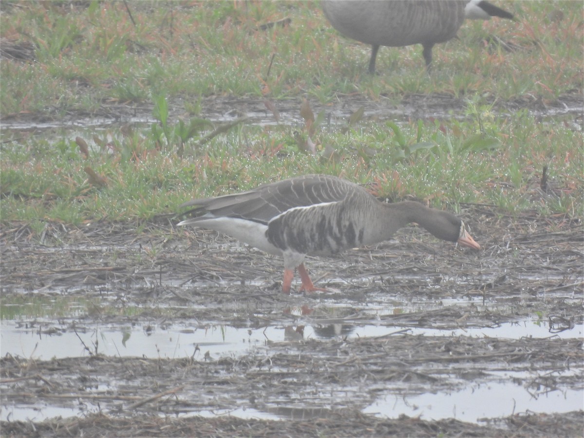 Greater White-fronted Goose - ML530199571